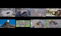 Thumbnail of Eagles Live Cam 123456