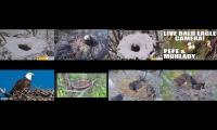 Thumbnail of Eagles Live Cam 1234567