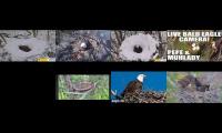 Thumbnail of Eagles Live Cam 12345678910