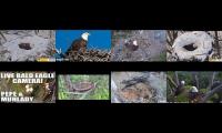 Thumbnail of Eagles Live Cam 012345