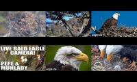 Thumbnail of Favorite Eagle Live Streams 3