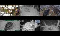 Thumbnail of FL Eaglet Cam Consolidated