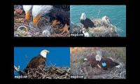 Thumbnail of Live Eagle cams 2026