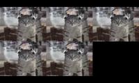 Numa Numa Cats Extended^6