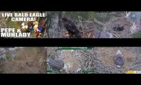 Thumbnail of Bald eagle eaglet watch series 2026