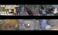 Thumbnail of Bald eaglet consolidated watch view 2026