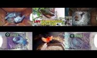 Thumbnail of Amazingearthanimalslivestream