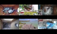 Thumbnail of Amazingearthanimalslivestream