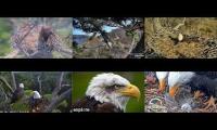 Thumbnail of Favorite Eagle Live Streams 3
