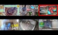Amazingearthanimalslivestream