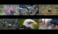 Thumbnail of Favorite Eagle Live Streams 3