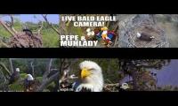 Thumbnail of Favorite Eagle Live Streams 3
