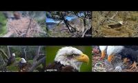 Favorite Eagle Live Streams 3