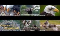 Thumbnail of Amazingearthanimalslivestream