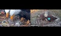 Thumbnail of Live Eagle cams 2026