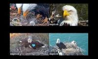 Eagles of California