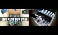 Thumbnail of Amazingearthanimalslivestream