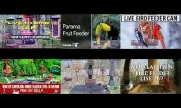 Thumbnail of Amazingearthanimalslivestream
