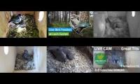 Thumbnail of Amazingearthanimalslivestream