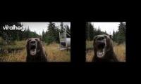 Bear original vs meme