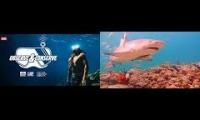 Thumbnail of Underwater live cams Hawaii and Coral City