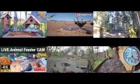 Thumbnail of Amazingearthanimalslivestream