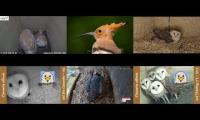 Thumbnail of Amazingearthanimalslivestream