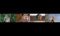 Thumbnail of Explore Owls live cams