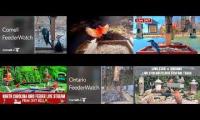 Thumbnail of Amazingearthanimalslivestream