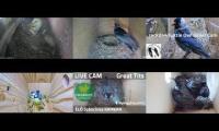Thumbnail of Amazingearthanimalslivestream