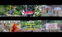 Thumbnail of Amazingearthanimalslivestream