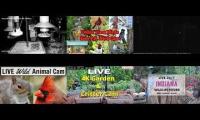 Thumbnail of Amazingearthanimalslivestream