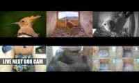 Thumbnail of Amazingearthanimalslivestream