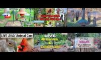 Thumbnail of Amazingearthanimalslivestream