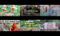 Thumbnail of Amazingearthanimalslivestream