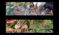 Thumbnail of Rogers Nature Favorites XII