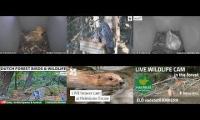 Thumbnail of Amazingearthanimalslivestream