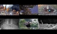 Thumbnail of Bald Eagle Apr Hatch Cam