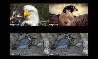 Thumbnail of Decorah Hatchery Eagles, GSB Falcon and Castle Rock Falcon