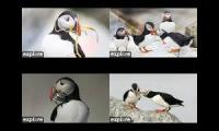 Thumbnail of Puffin Cams of Seal Island, Maine