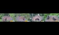 Thumbnail of SABCJCSABCJCSABCJCSABCJC-horizontal