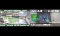 Thumbnail of Amazingearthanimalslivestream