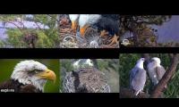 Thumbnail of Favorite Eagle Sites 1