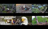 Thumbnail of Favorite Eagle Live 2