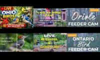 Thumbnail of Amazingearthanimalslivestream