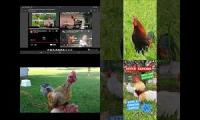 Thumbnail of Up to faster 10 parison to Hen & Rooster