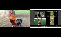 Thumbnail of Up to faster 11 parison to Hen & Rooster