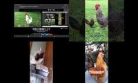 Thumbnail of Up to faster 14 parison to Hen & Rooster