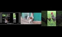 Thumbnail of Up to faster superparison to Hen And Rooster