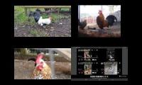 Thumbnail of Up to faster 30 Parison to Hen & Rooster